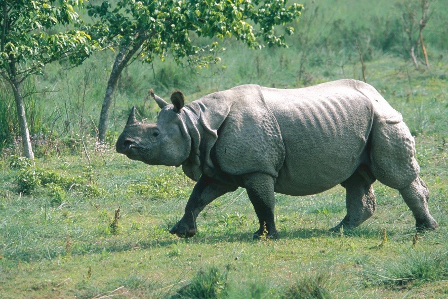 नवलपुरको अमलटारीबाट पोथी गैँडा स्थानान्तरण