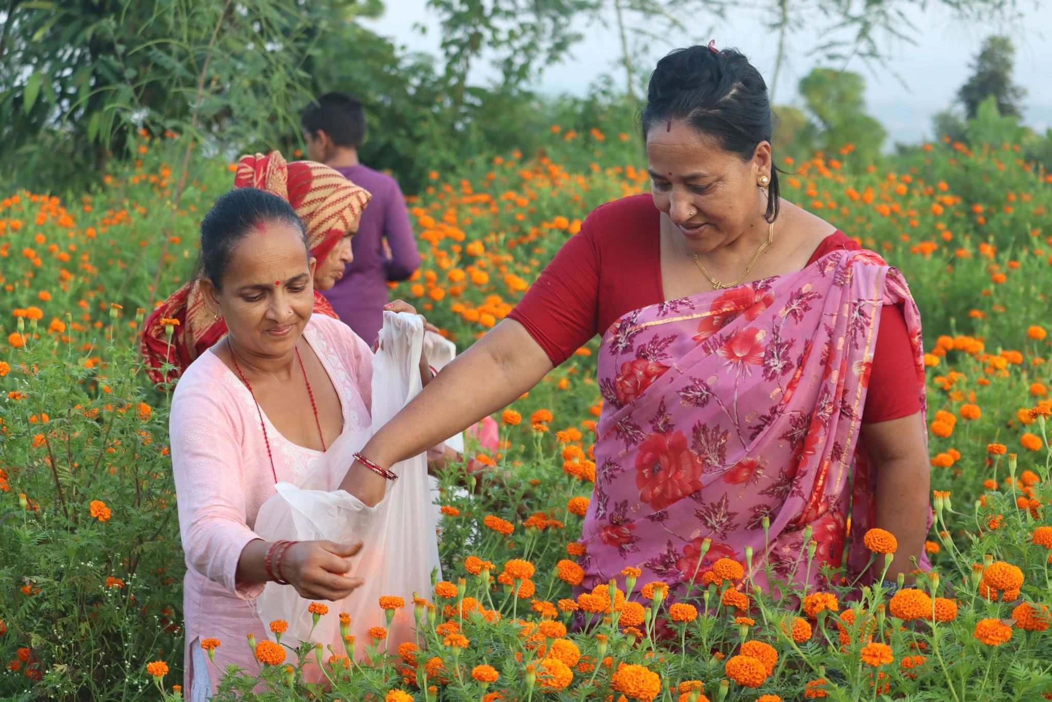 देवचुलीमा किसानले लगाएको सयपत्री फूलको अनुगमन