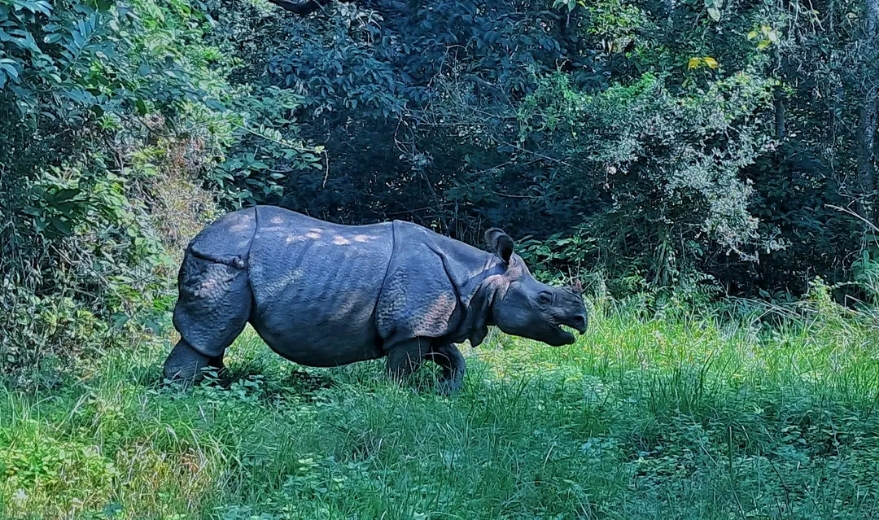  देवचुलीमा गैँडाको आक्रमणबाट घाँस काटन गएकी महिला घाइते