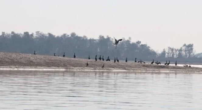 नारायणी नदी क्षेत्रमा ४१ प्रजातिका जलपक्षी भेटिए