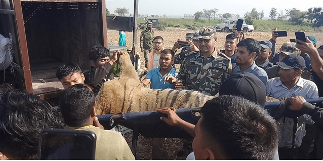 चितवन राष्ट्रिय निकुञ्जले गर्‍यो ६ बाघको उद्धार