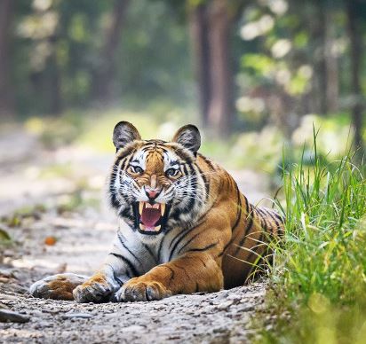 बाघको आक्रमणबाट बर्दियामा एक महिलाको मृत्यु