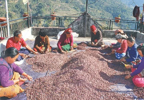 भाउ कुर्दै अलैँची किसान