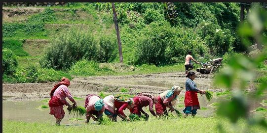 आज असार १५ अर्थात धान दिवस, विभिन्न कार्यक्रम गरी मनाइँदै