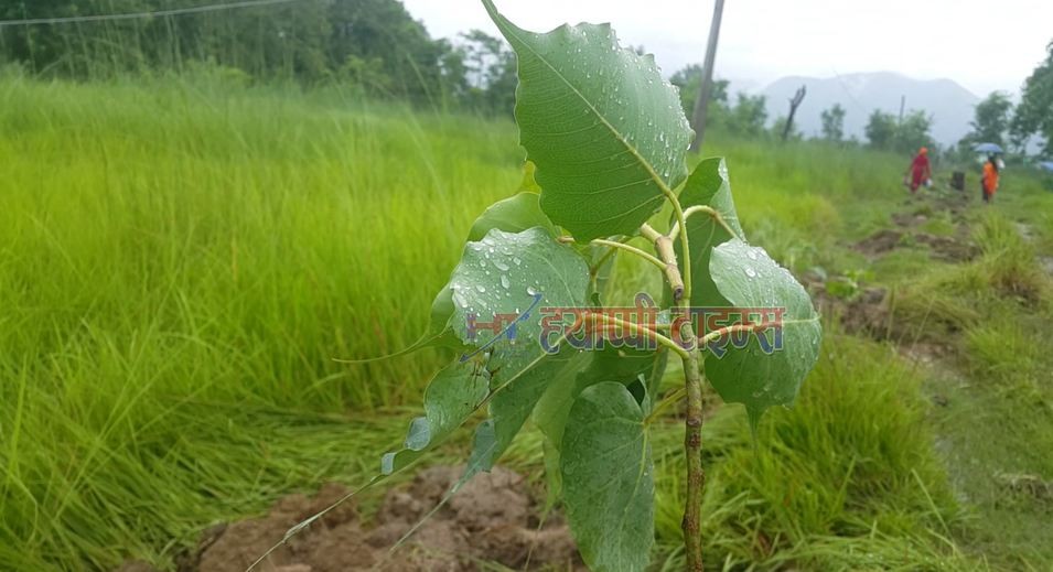 नारायणी दिव्य धामले गर्यो नारायणी नदि किनारमा बृक्षरोपण