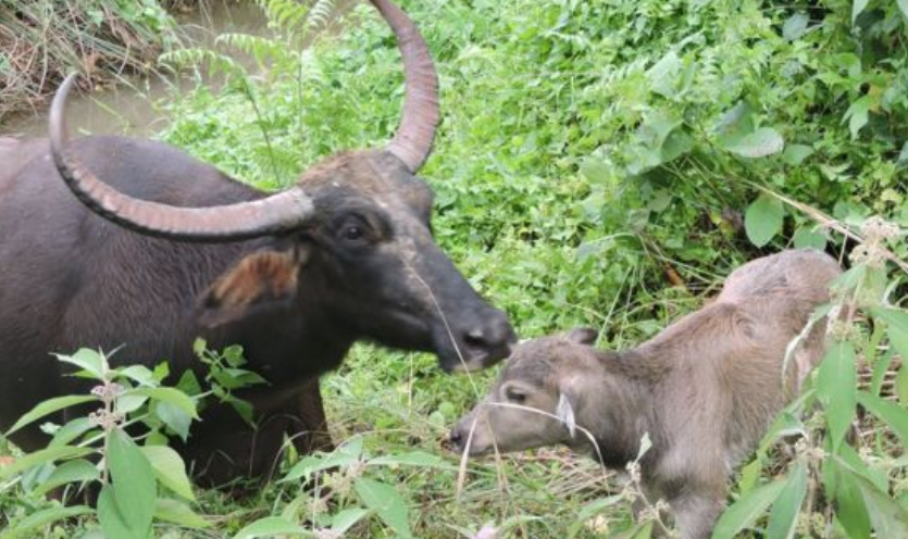 चितवन राष्ट्रिय निकुञ्जमा रहेकाे अर्नाले बच्चा जन्मायो, सङ्ख्या १३ पुग्यो