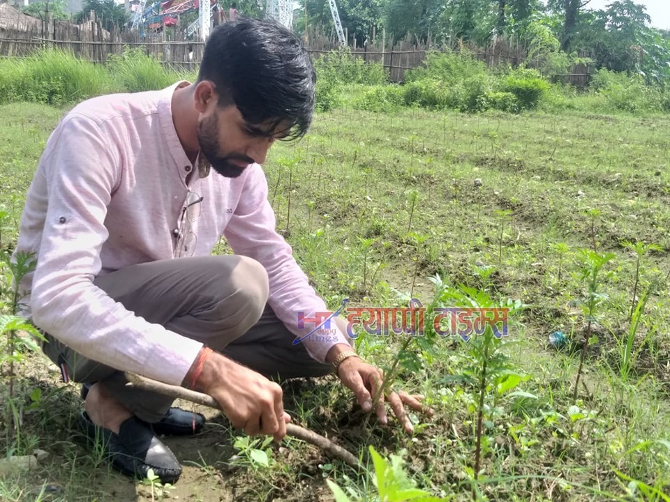 बेटर नवलपरासीका संयोजक सयपत्रीका बिरुवा उमार्दै