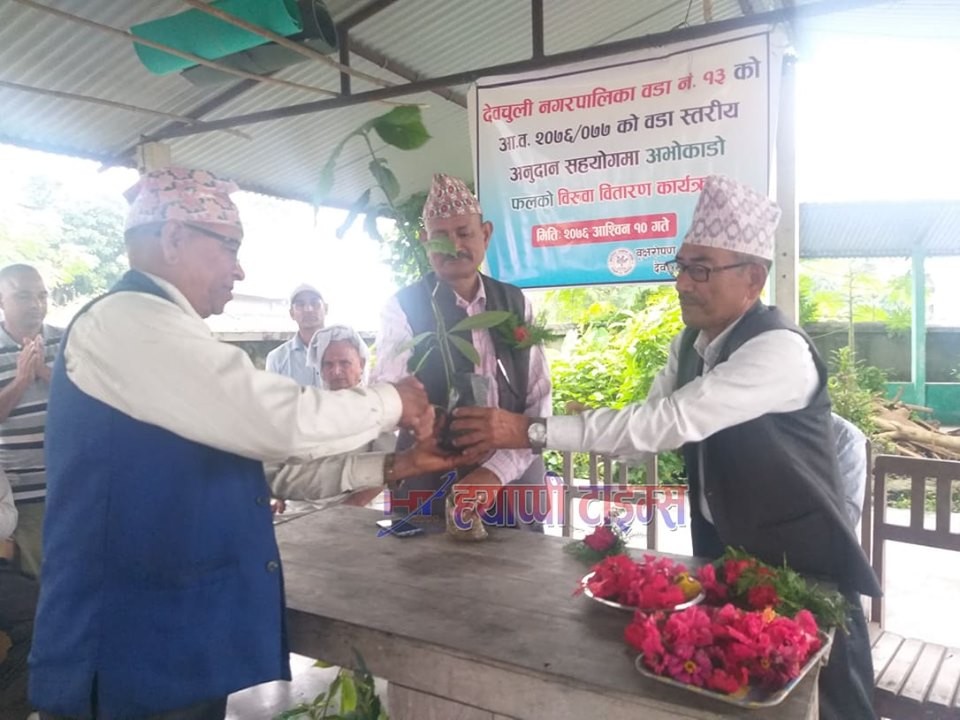 देवचुलीमा ५ सय ५० भन्दा बढि अभोकाडो फलको बिरुवा बितरण