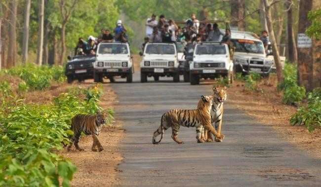 दशैँपछि पनि चितवनको सौराहामा पर्यटकको चहलपहल