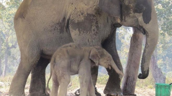 आरक्षको दरबन्दी कटाएर सौराहा ल्याइयो कोशी टप्पुका ५ माउ हात्ती