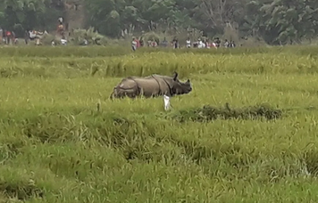 आतंक मच्चाएको गैडांलाई ४वटा हात्तीको सहयोगमा नारायणी कटाईयो