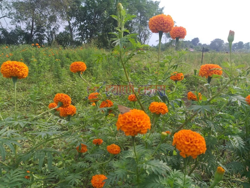 सयपत्री र मखमली फूलले तिहारको रौनक बढायो