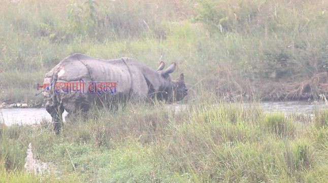 देवचुलीको प्रगतिनगरमा फेरी गैंडा !