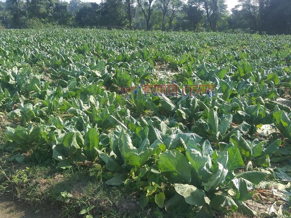 विगत ३० वर्ष देखि कृषि पेशामा रमाउदैँ देवचुलीका अख्तर