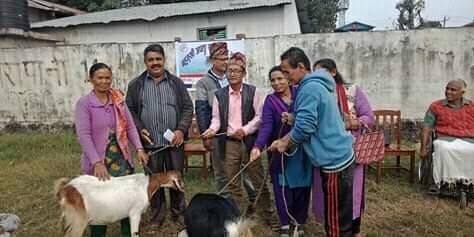 देवचुली ११ मा ५० हजारको बाख्रा वितरण