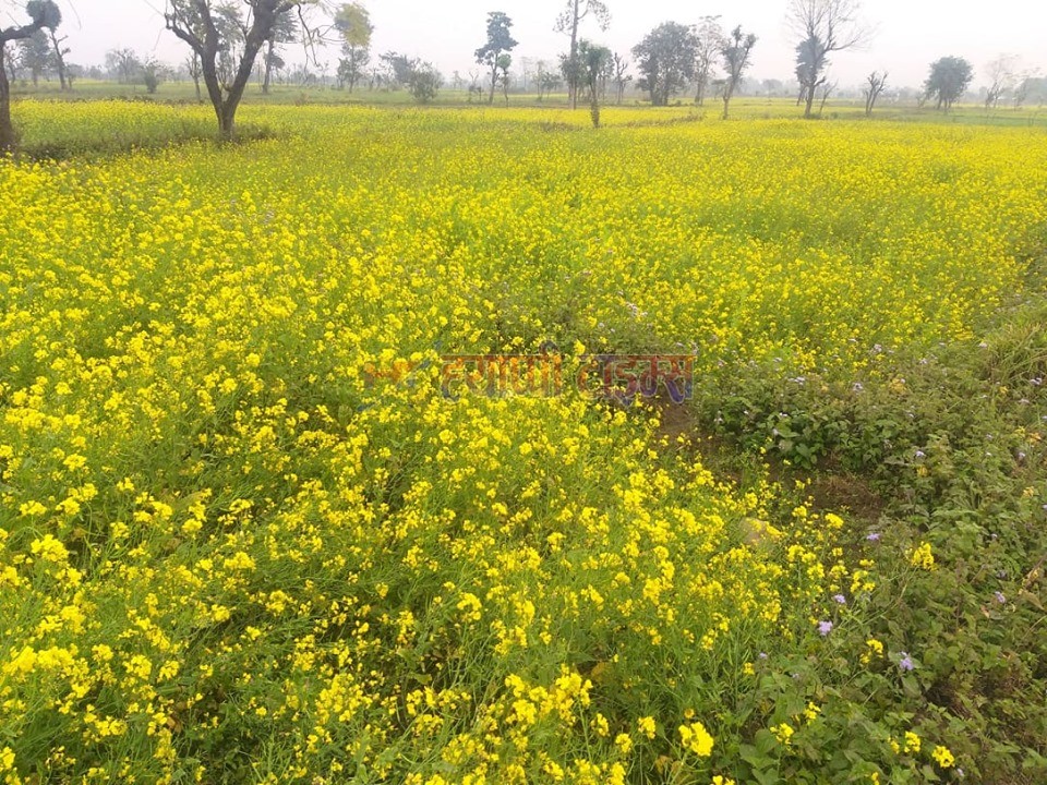 देवचुलीमा कृषक समुह मिली तोरी खेती गर्दै