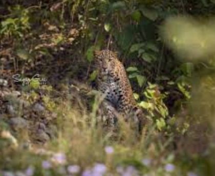 दलदलेमा चितुवाको त्रास,स्थानीयको भैसीलाई आक्रमण