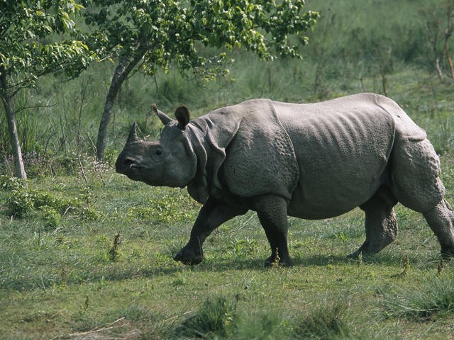 कावासोतीमा गैडा आतंक, आक्रमण परी एक जना गम्भीर घाइते