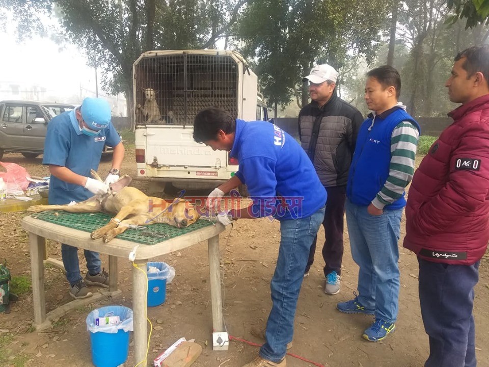 सामुदायिक कुकुर नियन्त्रणका लागि स्थायी बन्ध्याकरण देवचुलीमा शुरु