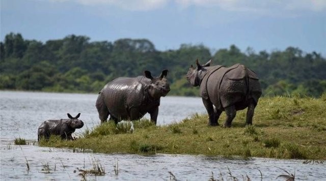 समातिन थाले गैडाका तस्करहरु