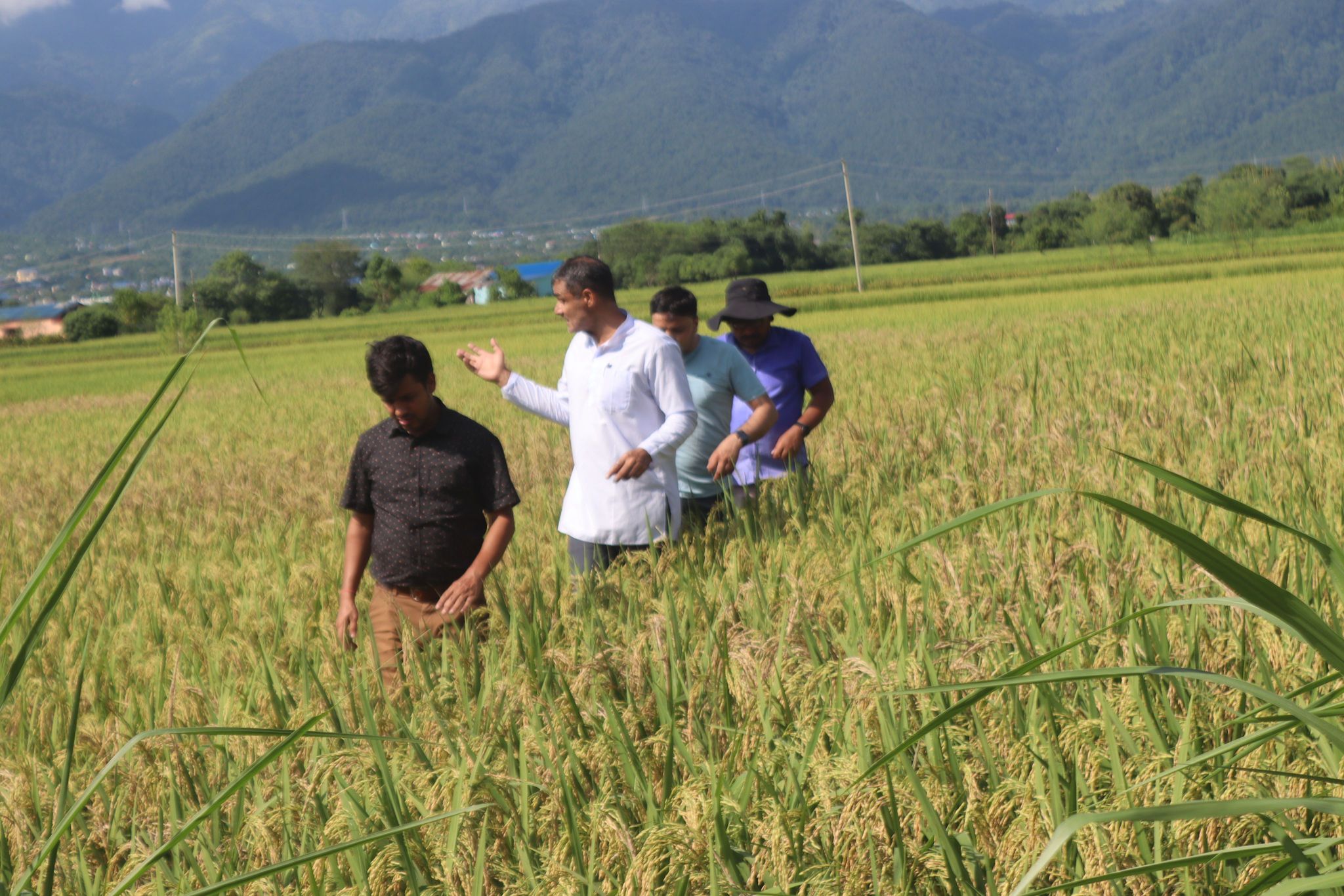 देवचुलीमा किसानले लगाएको धानका बाला सुक्न थालेपछि अनुसन्धान थालियो