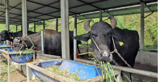 भारतबाट मुर्रा भैंसी, अमेरिका र अष्ट्रेलियाबाट घाँस