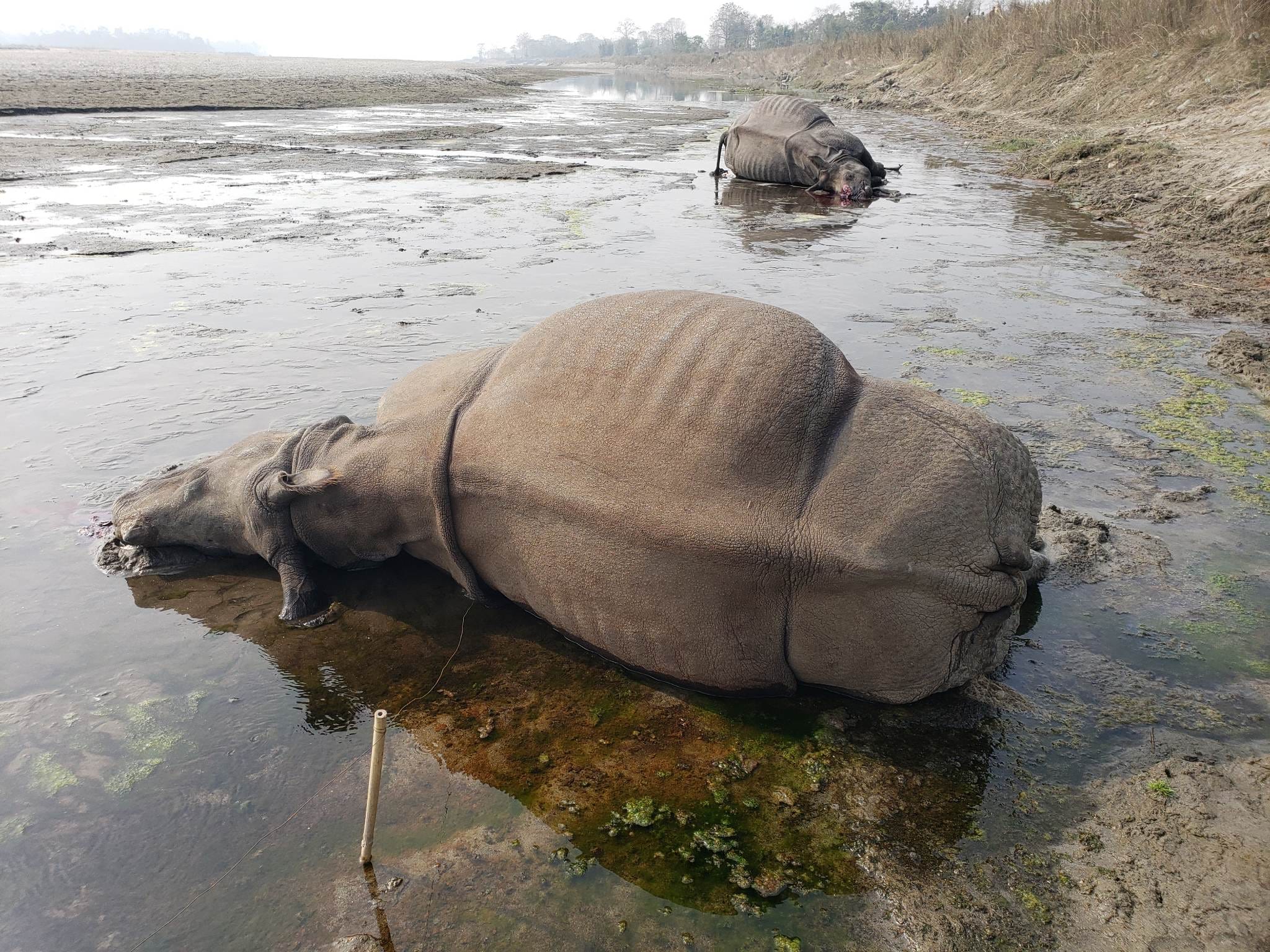 चितवनमा एकैदिन दुई गैंडाको मृत्यु, चालु वर्षमा मृत्यु हुनेको संख्या १६ पुग्यो