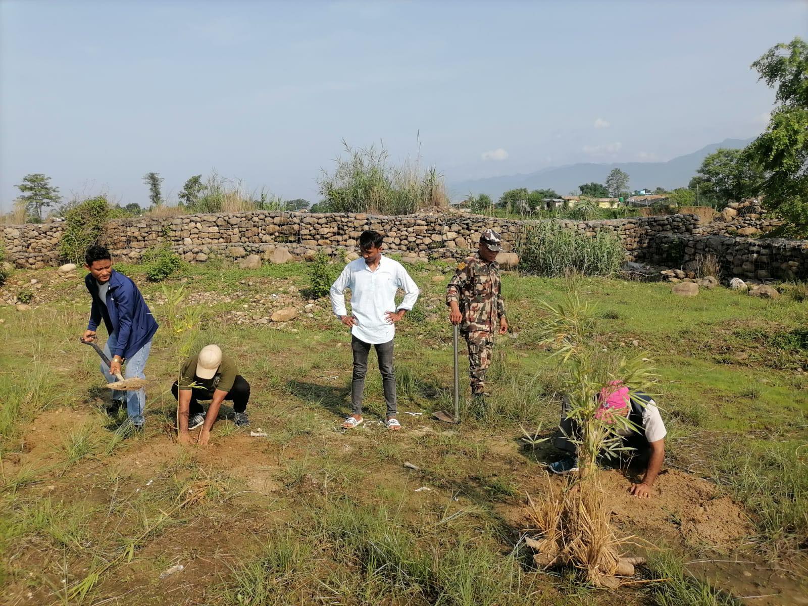 शिसवार मध्यवर्ती समितिद्वारा विभिन्न क्षेत्रमा वृक्षारोपण