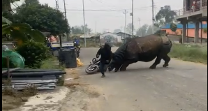 देवचुली गैंडा आतंक अपडेट : अझै बस्ती मै छ गैंडा