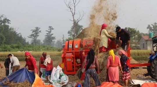 नवलपरासीका किसानलाई धान काट्न भ्याइनभ्याइ, उत्पादन बढने अनुमान