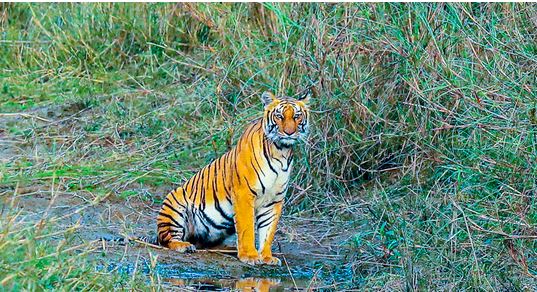 नारायणगढ नजिकै बाघको आक्रमणबाट एक जना घाइते