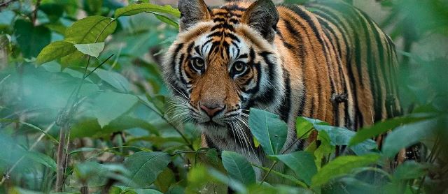 बाघको आक्रमणबाट पर्सामा ६० वर्षीय वृद्धको मृत्यु