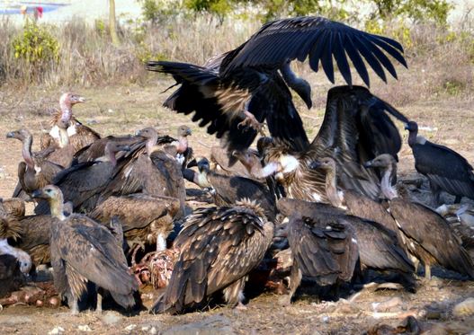 अन्तर्राष्ट्रिय गिद्ध सचेतना दिवस: ‘गिद्धका सङ्ख्यामा कमी आउँदा हैजाका बिरामी बढे’