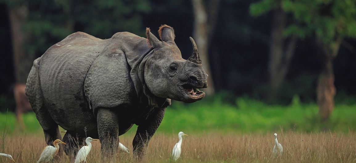 चितवनमा गैंडाको आक्रमणबाट एक जनाको मृत्यु