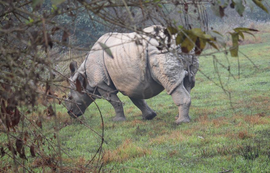 देवचुलीमा गैंडाको आक्रमणबाट महिलाको मृत्यु