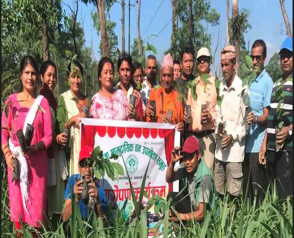 महाराजा बनको हरित पार्क निर्माण स्थलमा वृक्षारोपण सम्पन्न