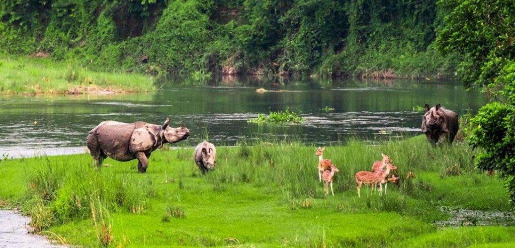 चितवनको निकुञ्जमा वन्यजन्तु बढ्दा र घाँसे मैदान घट्दा मानव र वन्यजन्तुबीच द्वन्द्व बढ्ने