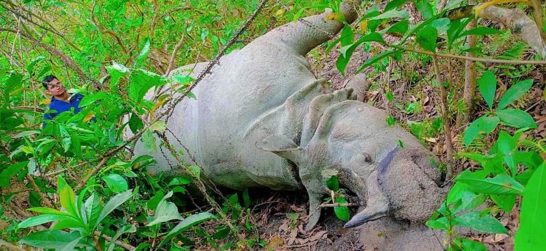 नवलपुरको कावासोतीमा गैँडा मृत फेला