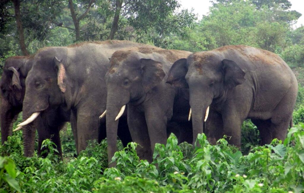 हात्ती धपाउँदै जनता जोगाउने अभियानमा चितवन राष्ट्रिय निकुञ्ज