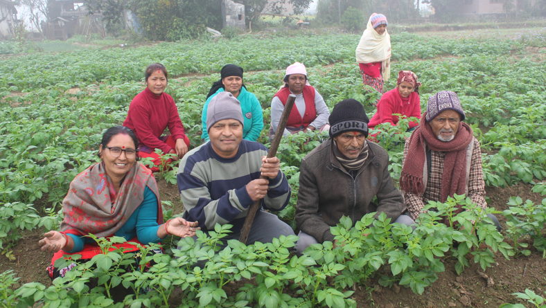 सामूहिक आलु खेतीमा आकर्षित प्रगतिनगरका किसान