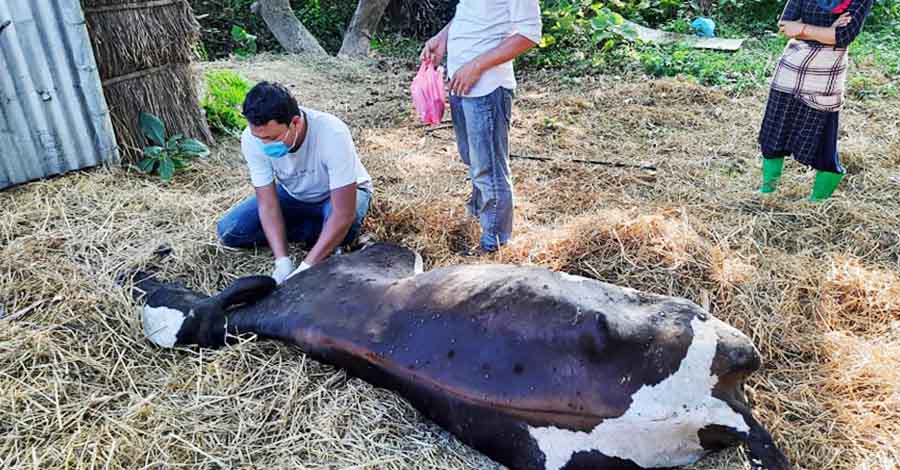 ‘लम्पी स्किन’ रोगबाट धमाधम मर्न थाले पशुचौपाया