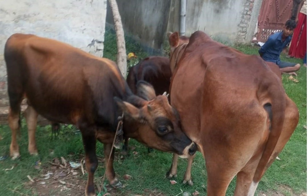 लमजुङका दुई लाख २८ हजार पशुलाई खोप