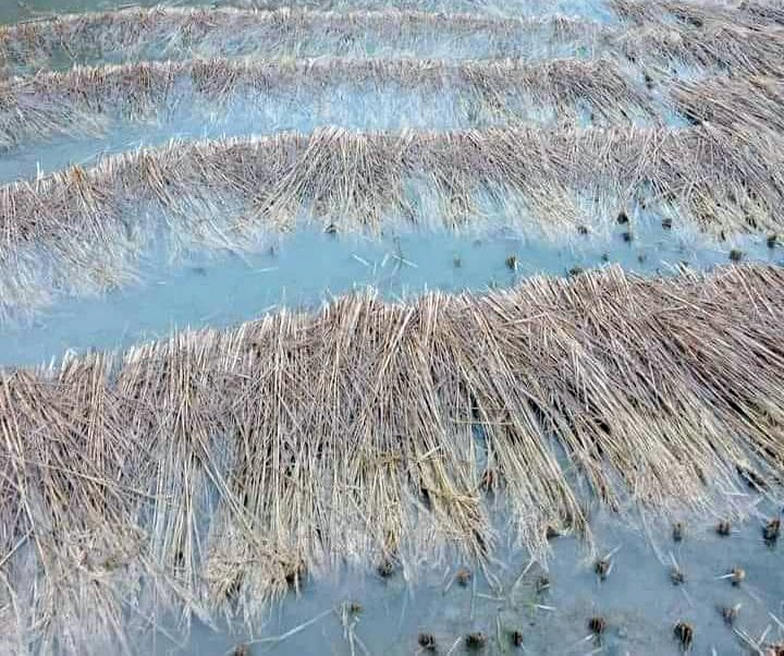 तनहुँ र म्याग्दीमा भित्र्याउने बेलाको धानबालीमा वर्षाले क्षति