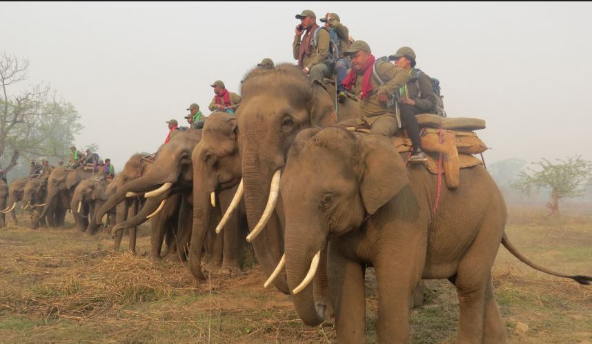 ४  वर्षपछि सौराहामा हात्ती महोत्सवको तयारी