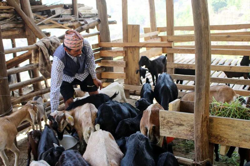 अनुदान पाएसँगै व्यावसायिक बाख्रापालनमा चितवनका चेपाङ समुदाय