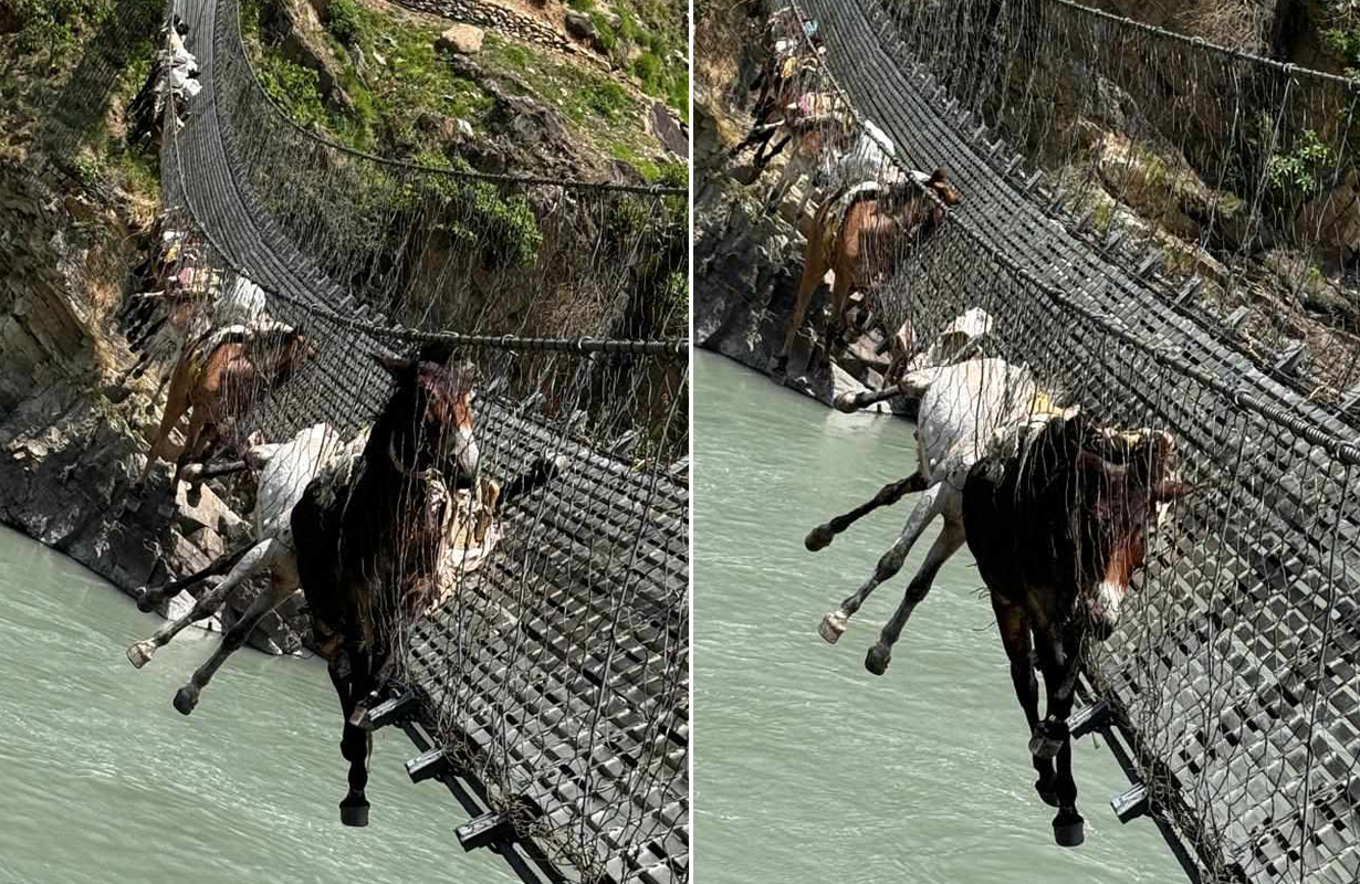 झोलुंगे पुलमा फसेका खच्चडमध्ये ९ वटाको जीवितै उद्धार, २ को मृत्यु