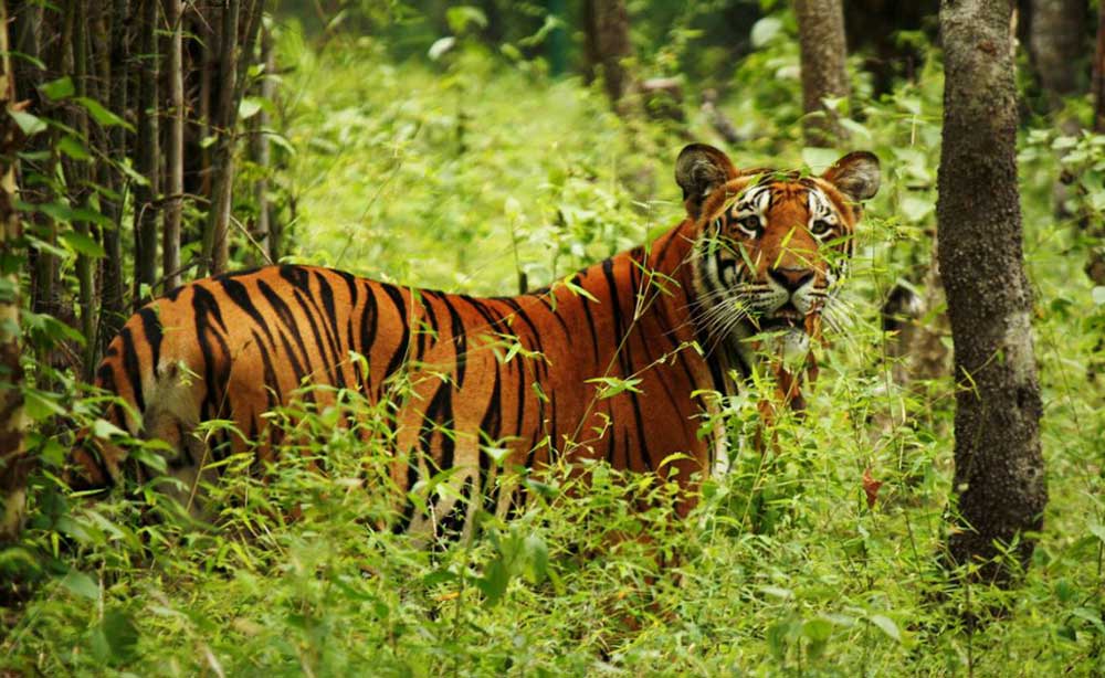 नारायणगढमा समातिएको बाघ निकुञ्जमा छाडियो