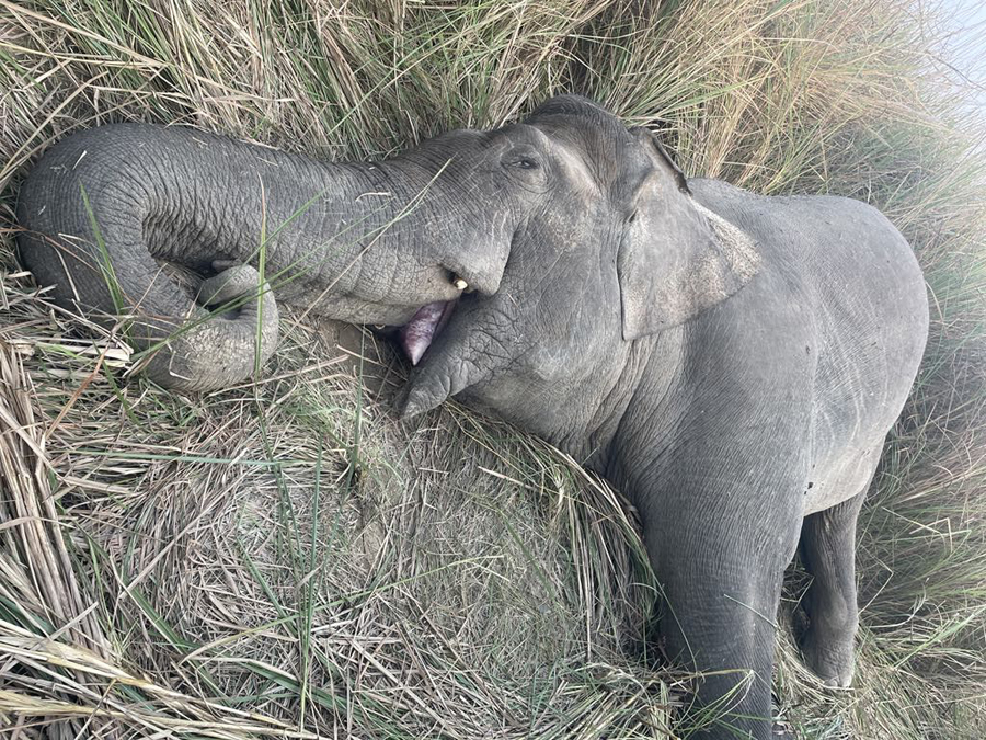 मकुना हात्ती गोली प्रकरणको छानबिन  समिति चितवनमा