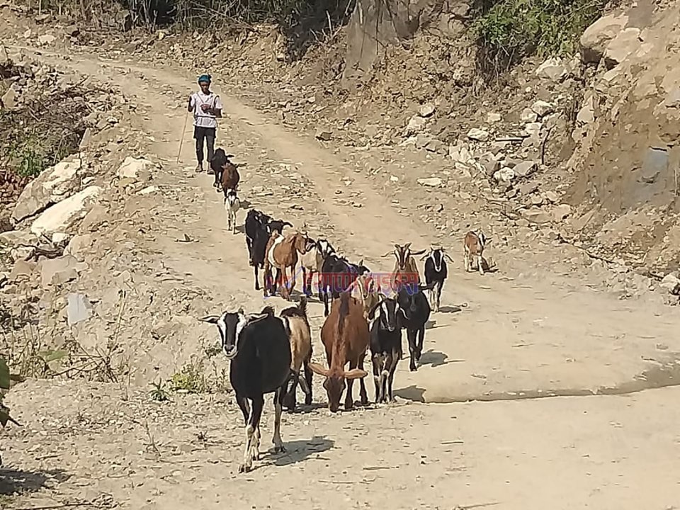 देवचुलीको बन्दिपुरमा बाख्रा पालन व्यवसाय फस्टाउँदै